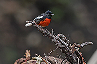 Painted Redstart