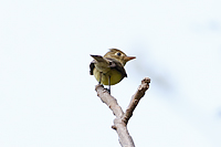 Western Flycatcher