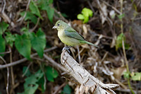 Painted Bunting