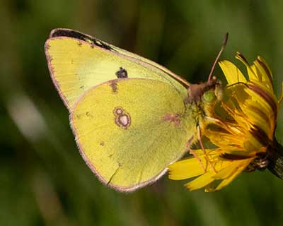 Pale Clouded Yellow