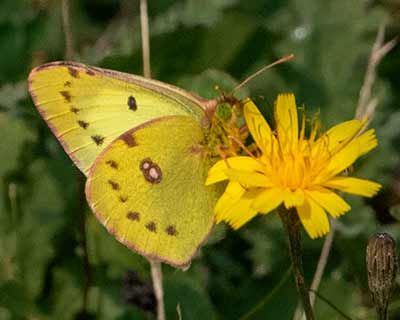 Pale Clouded Yellow