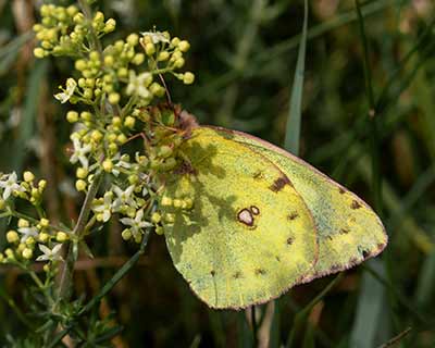 Pale Clouded Yellow