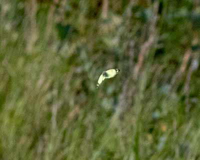Pale Clouded Yellow