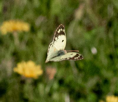 Pale Clouded Yellow