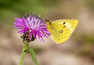 Pale Clouded Yellow