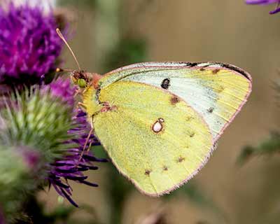 Pale Clouded Yellow