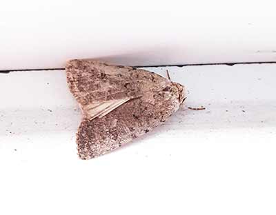 Pale Mottled Willow