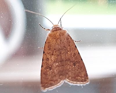 Pale Mottled Willow