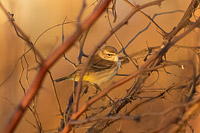 Palm Warbler