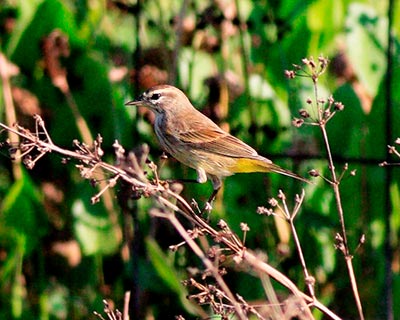 Palm Warbler