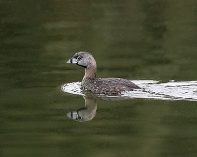 Pied-billed Grebe