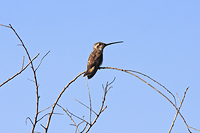 Plain-capped Starthroat