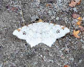 Peacock Moth