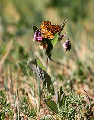 Pearl-bordered Fritillary