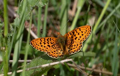 Pearl-bordered Fritillary