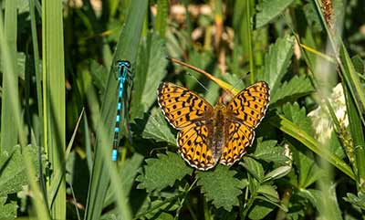 Pearl-bordered Fritillary