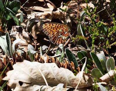 Pearl-bordered Fritillary