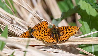 Pearl-bordered Fritillary