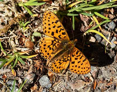 Pearl-bordered Fritillary