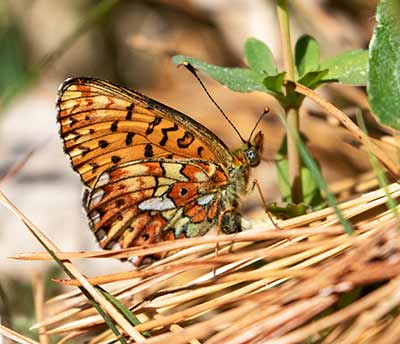 Pearl-bordered Fritillary