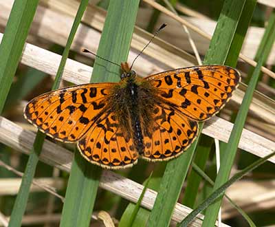 Pearl-bordered Fritillary