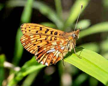 Pearl-bordered Fritillary