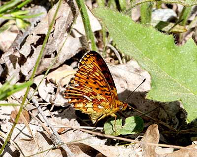 Pearl-bordered Fritillary
