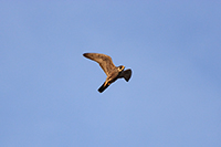 Peregrine Falcon