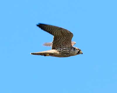 Peregrine Falcon