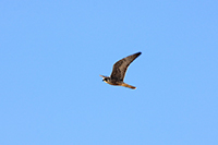 Peregrine Falcon