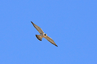 Peregrine Falcon