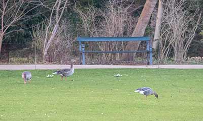 Pink-footed Goose