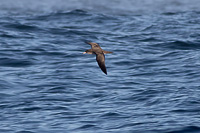 Pink-footed Shearwater