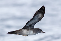 Pink-footed Shearwater