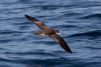 Pink-footed Shearwater