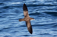 Pink-footed Shearwater