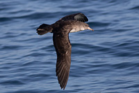 Pink-footed Shearwater