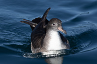 Pink-footed Shearwater