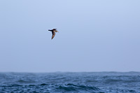 Pink-footed Shearwater
