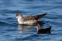 Pink-footed Shearwater