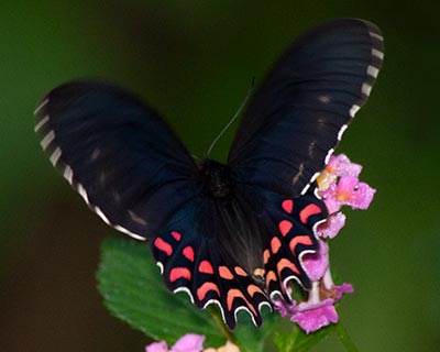 Pink-spotted Cattleheart