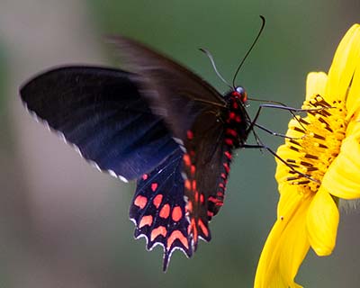 Pink-spotted Cattleheart