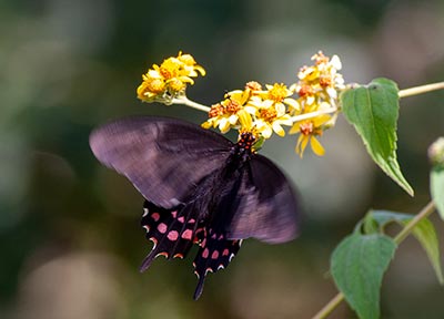 Pink-spotted Swallowtail
