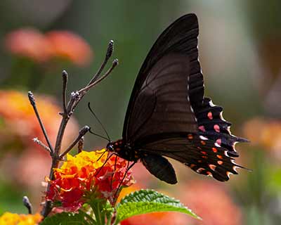 Pink-spotted Swallowtail
