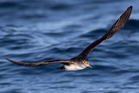 Pink-footed Shearwater