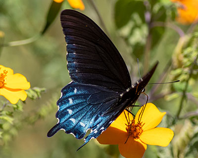 Pipevine Swallowtail
