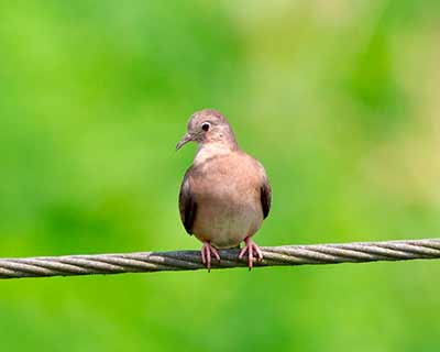 Plain-breasted Ground Dove