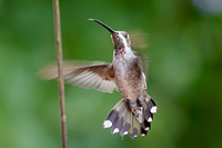 Plain-capped Starthroat