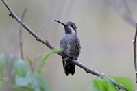 Plain-capped Starthroat