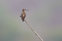Plain-capped Starthroat